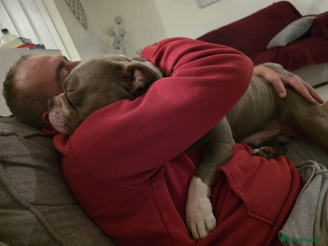 American Bully dogs for sale: Pocket bully - Advert 7