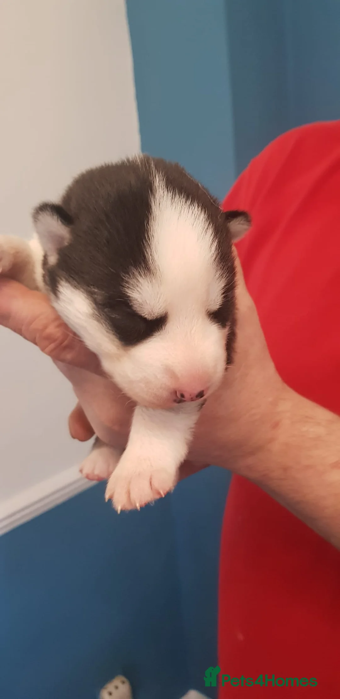 Siberian Husky dogs for stud: BLUE EYED HUSKY FOR STUD in Doncaster - Advert 25