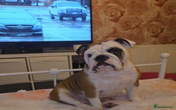 English Bulldog dogs for sale: English bulldog pups  - Image 9
