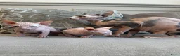 Sphynx cats for sale: Ready to leave now pink blue eyes Sphynx  - Advert 6