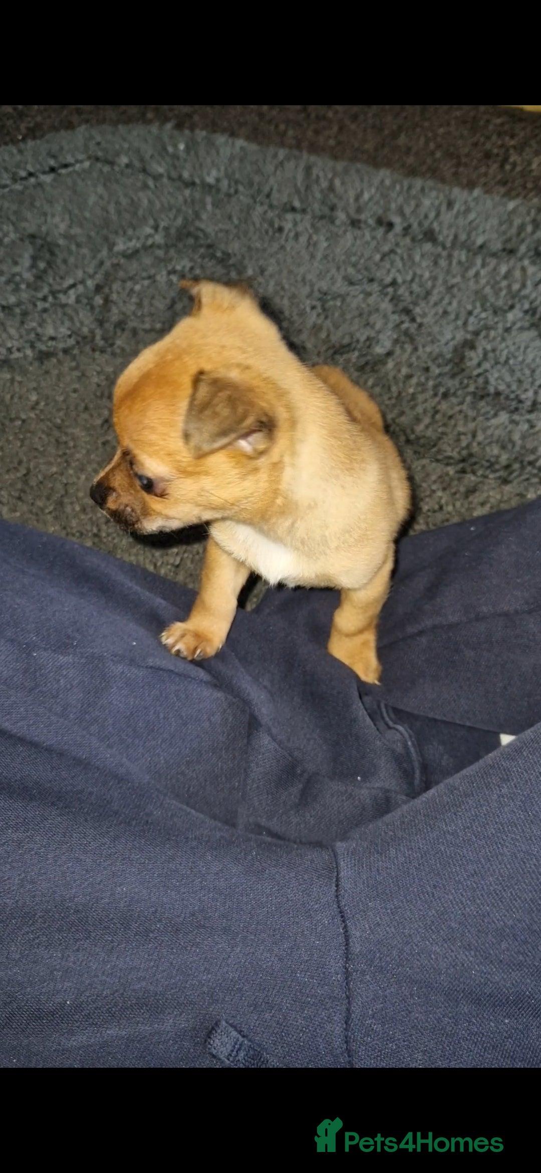 Mixed Breed dogs for sale: Adorable 9 weeks old male jackawawa puppy - Advert 2