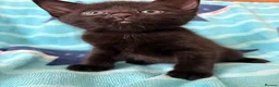 Mixed Breed cats for sale: Kittens, black and white - Advert 34