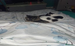 Mixed Breed cats for sale: Genie - Image 6
