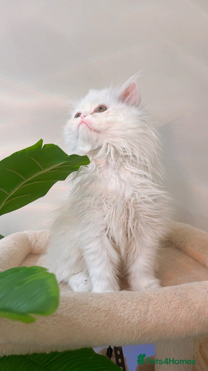 Persian cats ꨁ 🍃 ҉🌺☆ EXOTIC LONG HAIR PERSIAN  - Advert 9