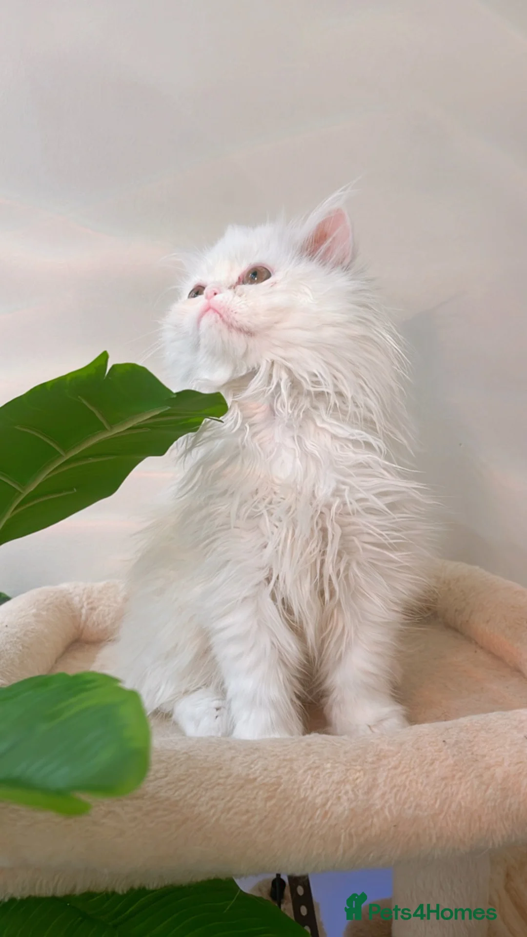 Persian cats for sale: ꨁ 🍃 ҉🌺☆ EXOTIC LONG HAIR PERSIAN  - Advert 1