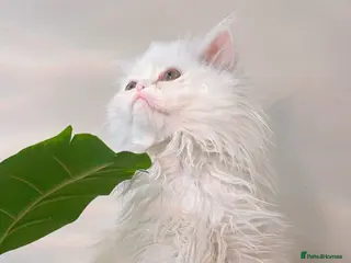 Persian cats ꨁ 🍃 ҉🌺☆ EXOTIC LONG HAIR PERSIAN - Advert 9