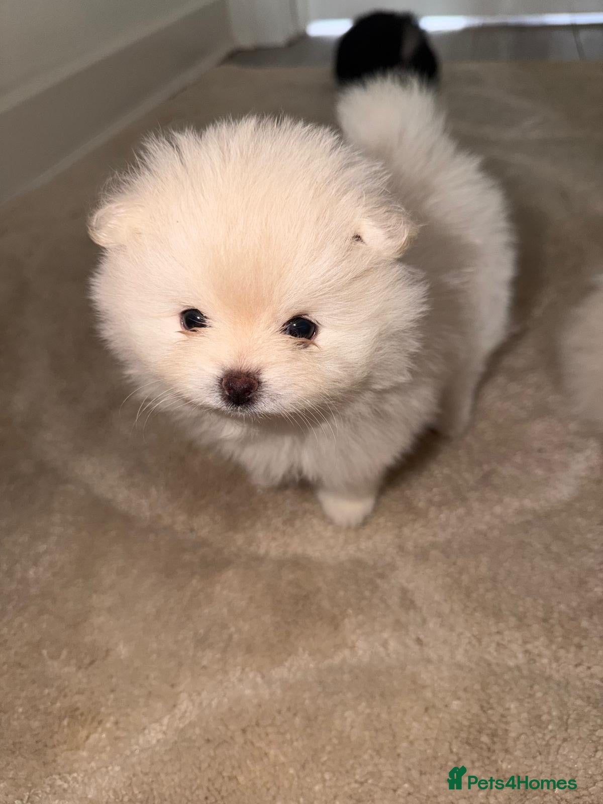 Pomeranian dogs READY TO LEAVE 1 GIRL 1 BOY LEFT!! - Advert 16