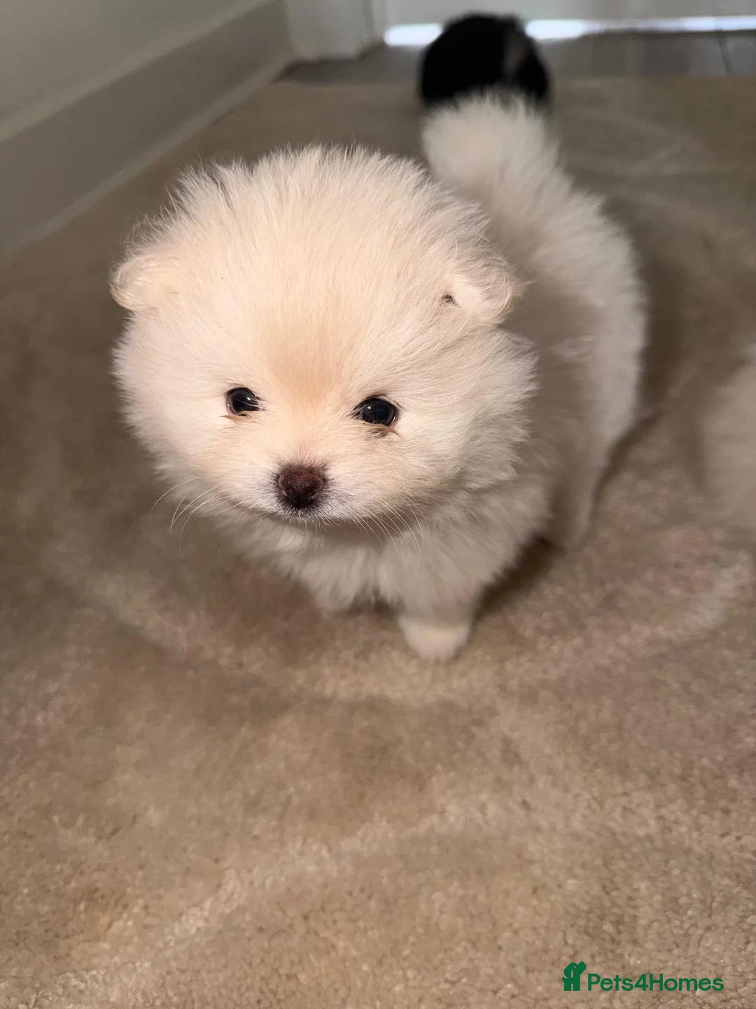 Pomeranian dogs for sale: READY TO LEAVE - Advert 1