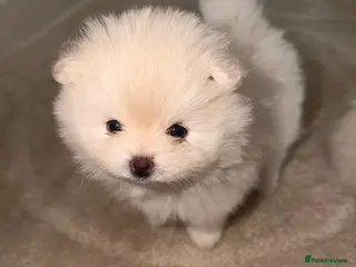 Pomeranian dogs READY TO LEAVE 1 GIRL 1 BOY LEFT!! - Advert 16