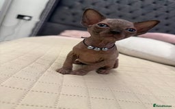 Sphynx cats for sale: TICA Adorable Kittens❤️Parents HCM Clear  - Image 16