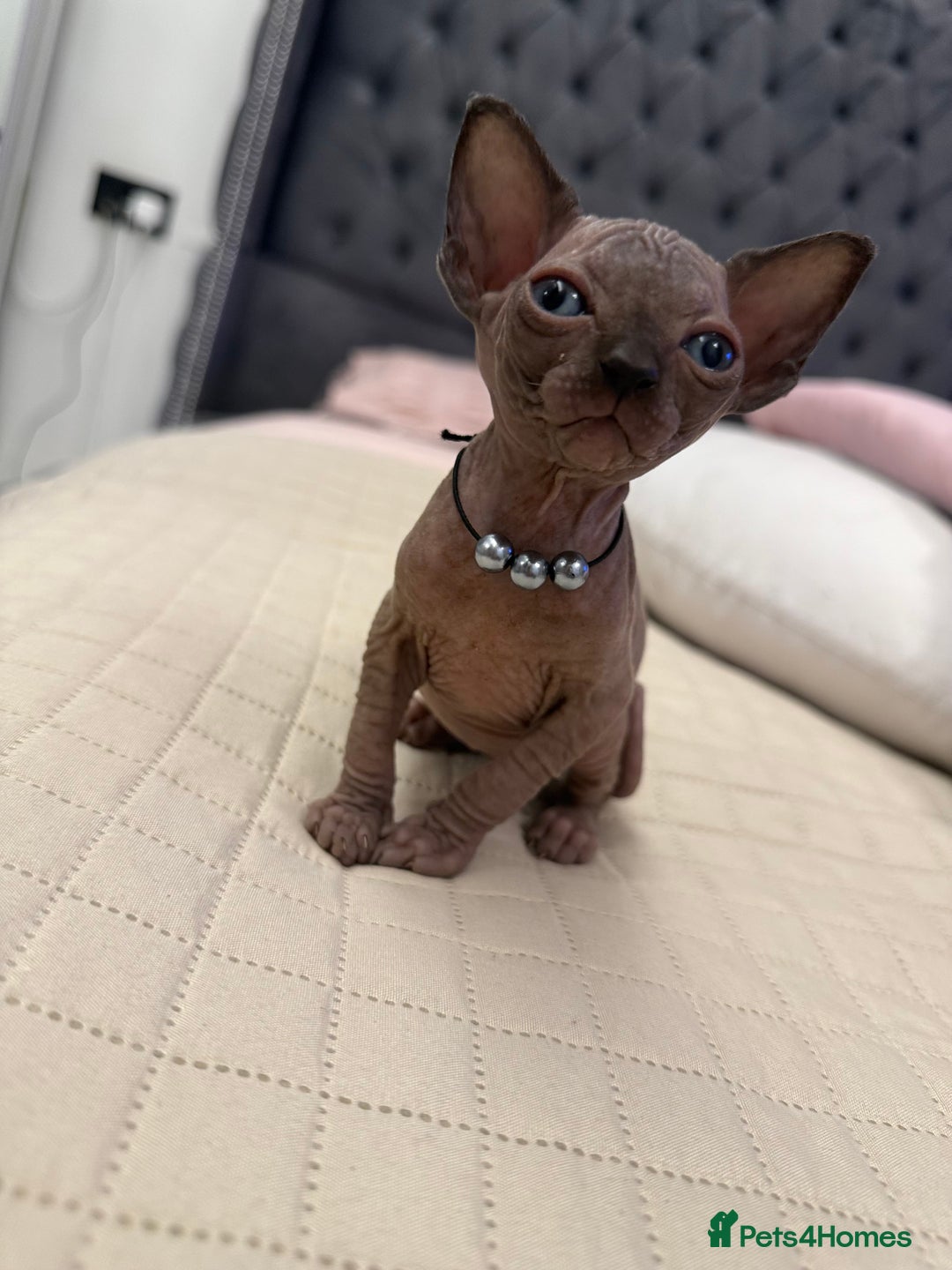 Sphynx cats for sale: TICA Adorable Kittens❤️Parents HCM Clear  - Image 16