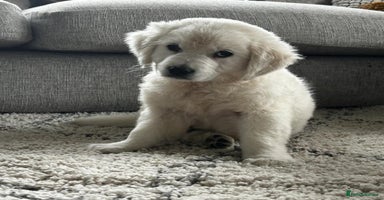 Golden Retriever dogs Chunky Golden Retriever puppies - Advert 2