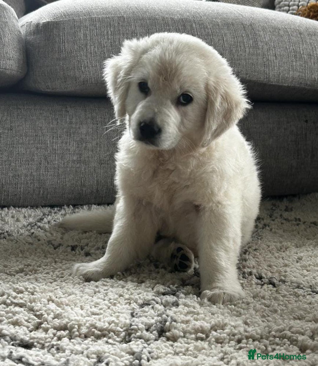 Golden Retriever dogs for sale: Chunky Golden Retriever puppies - Advert 3