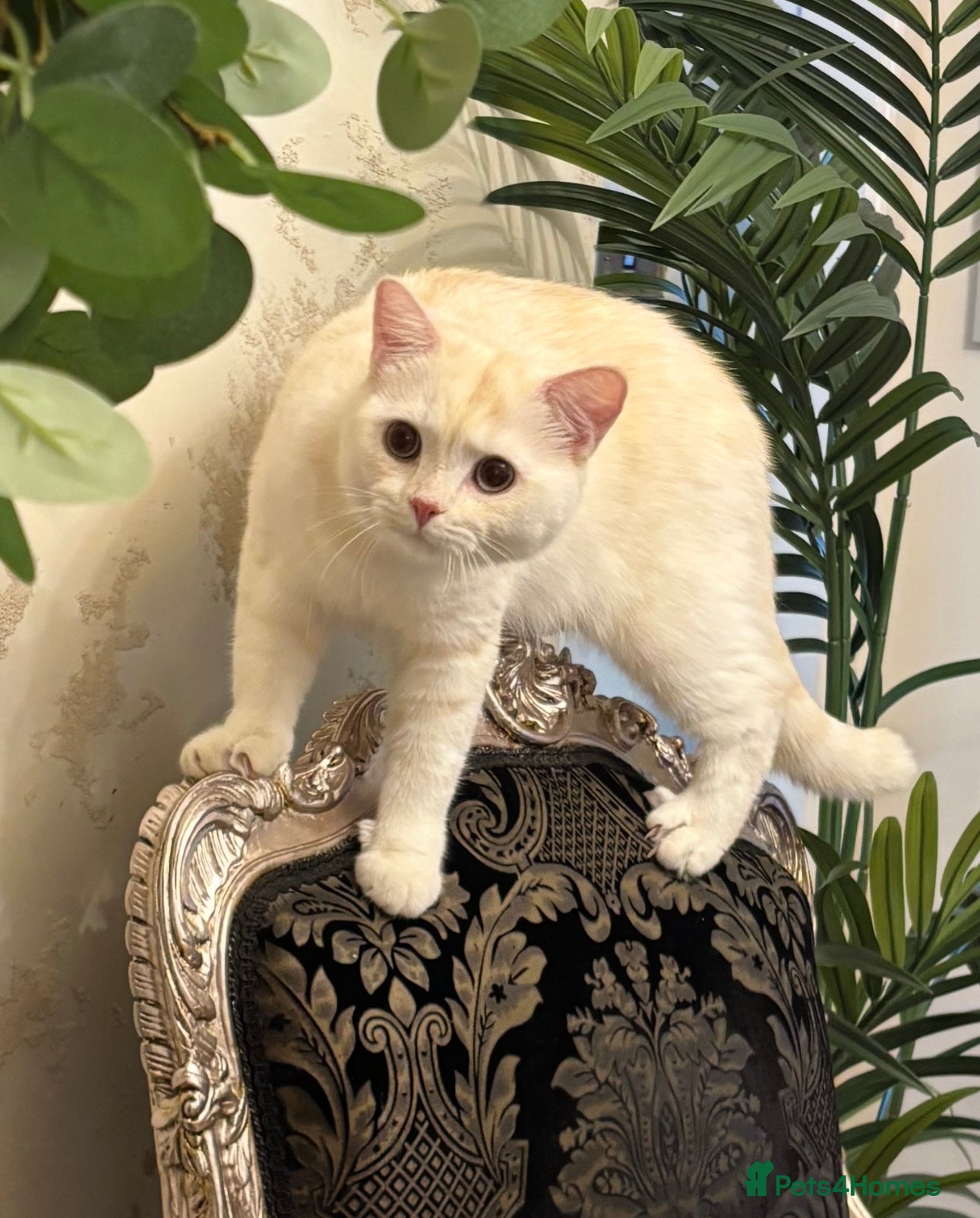 British Shorthair cats BRITISH SHORTHAIR MALE - Advert 7