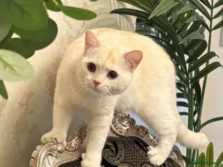 British Shorthair cats BRITISH SHORTHAIR MALE - Advert 7