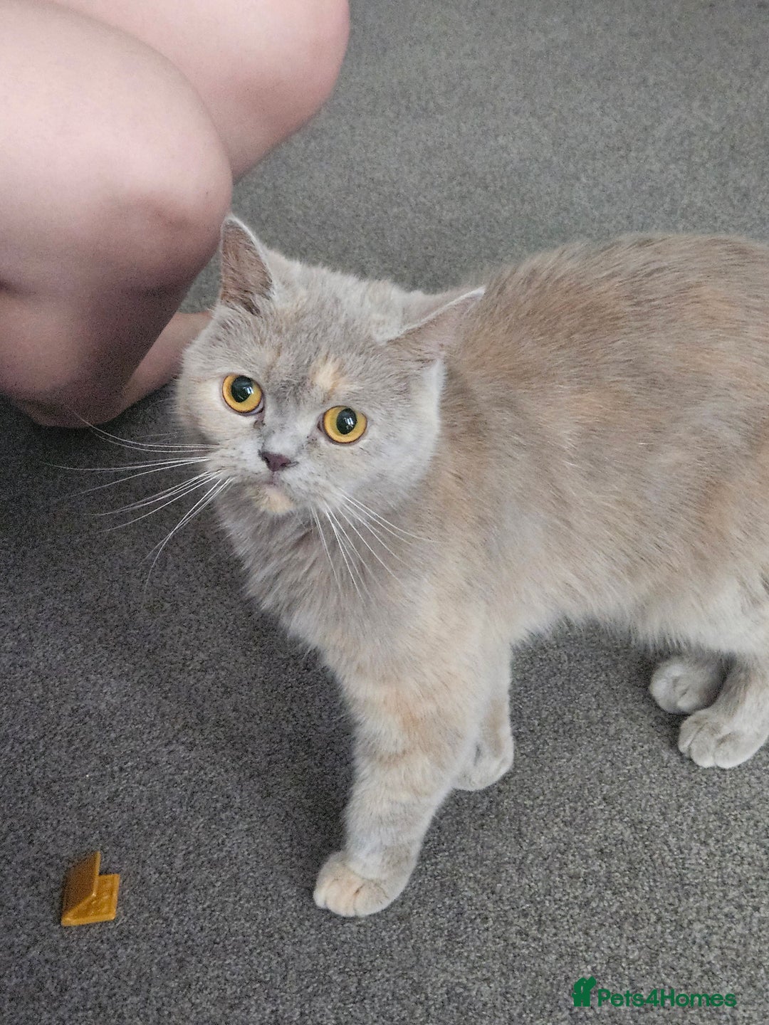 Persian cats for sale: Short hair Persian Princess - Image 1