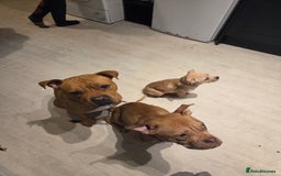 Staffordshire Bull Terrier dogs for sale: Beautiful little girl for sale  - Advert 2