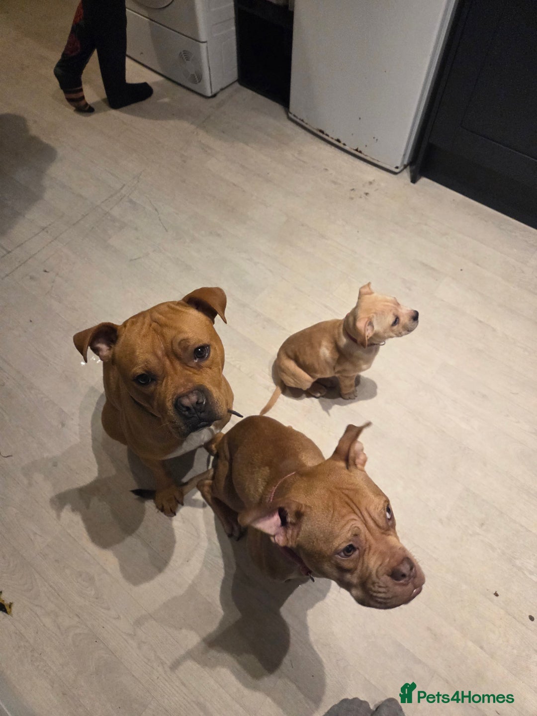 Staffordshire Bull Terrier dogs for sale: Beautiful little girl for sale  - Advert 2