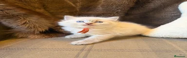 Ragdoll 4