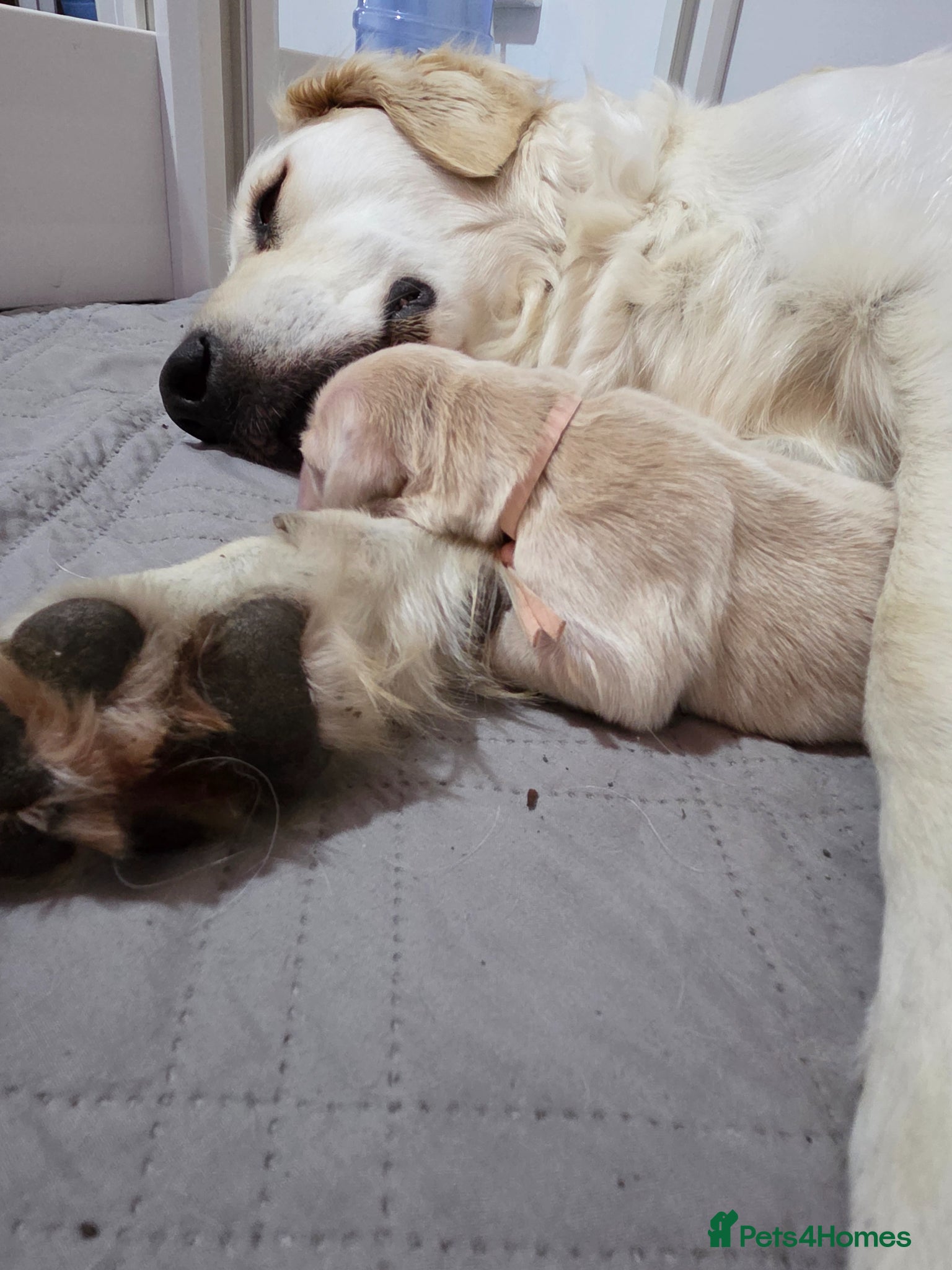 Golden Retriever dogs 💚KC Golden Retriever healthy pups are here 💚 - Advert 9