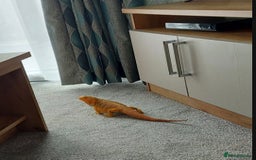 Bearded Dragon reptiles for sale: Female bearded dragon - Image 5