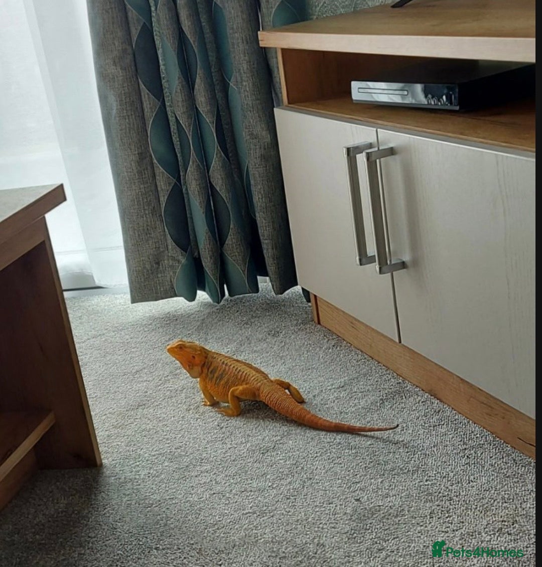 Bearded Dragon reptiles for sale: Female bearded dragon - Image 5