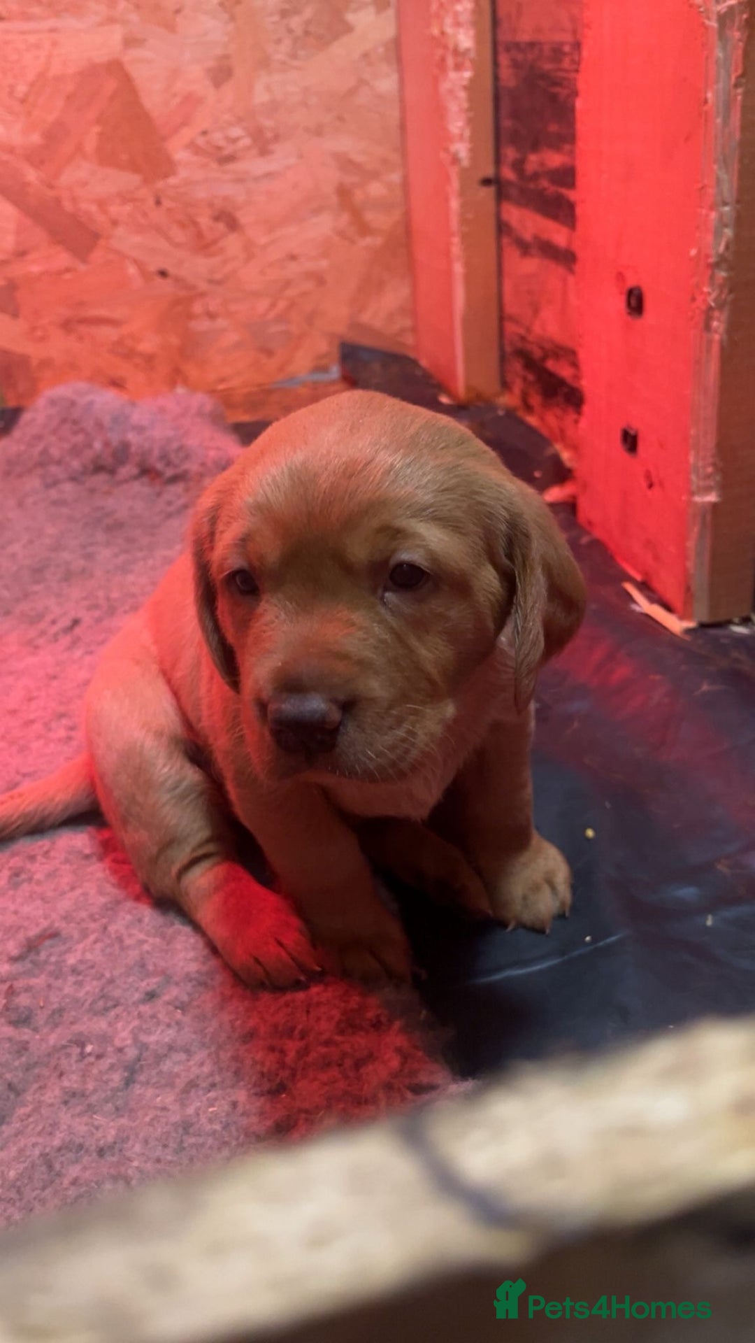 Labrador Retriever dogs for sale: Chunky red lab pups - Advert 7