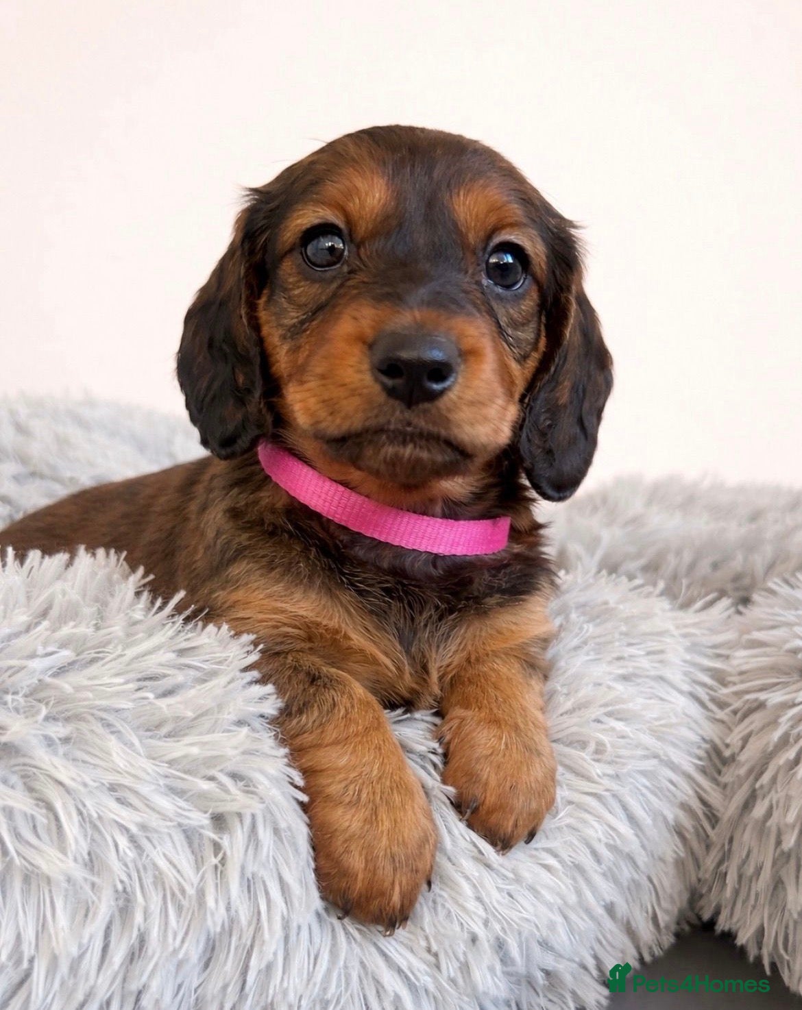 Dachshund dogs READY TO LEAVE NOW! 1 gorgeous girl available  - Advert 20