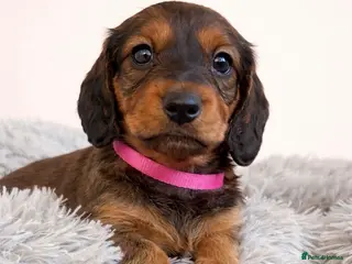 Dachshund dogs READY TO LEAVE NOW! 1 gorgeous girl available - Advert 23