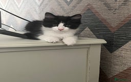 Mixed Breed cats for sale: Gorgeous kittens for sale  - Image 7