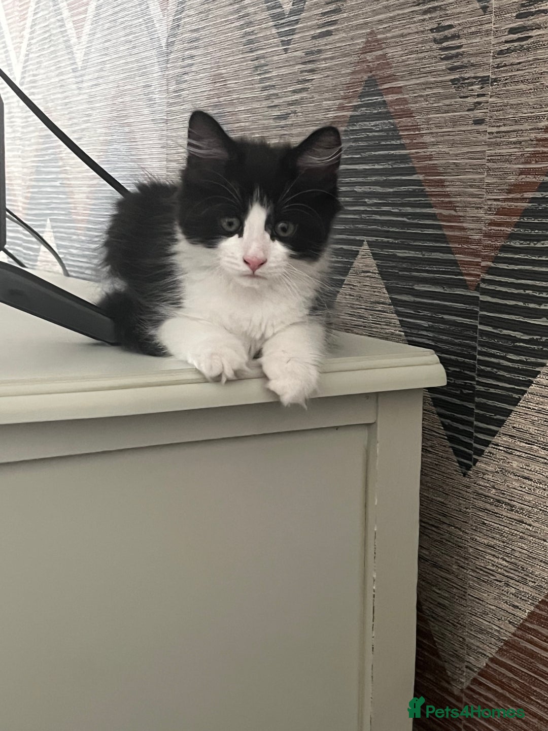 Mixed Breed cats for sale: Gorgeous kittens for sale  - Image 7