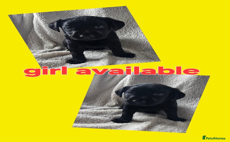 Labrador Retriever dogs - Advert 5