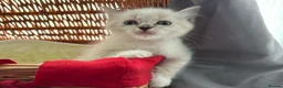 Ragdoll cats for sale: Luxury Blue Point Mitted Ragdoll Kittens - Advert 8