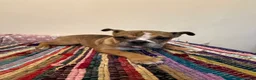 English Bulldog dogs for sale: Female English bulldog puppy  - Advert 11