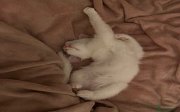Khao Manee cats for sale: Rare khao Manee white kitten cute - Image 4
