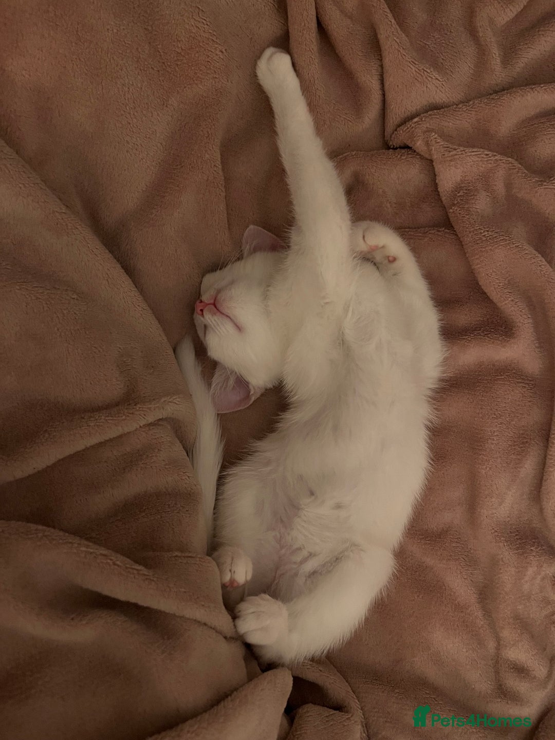 Khao Manee cats for sale: Rare khao Manee white kitten cute - Image 4
