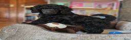 Standard Poodle dogs for sale: Rarely seen in UK - Moyen Poodle - Advert 13