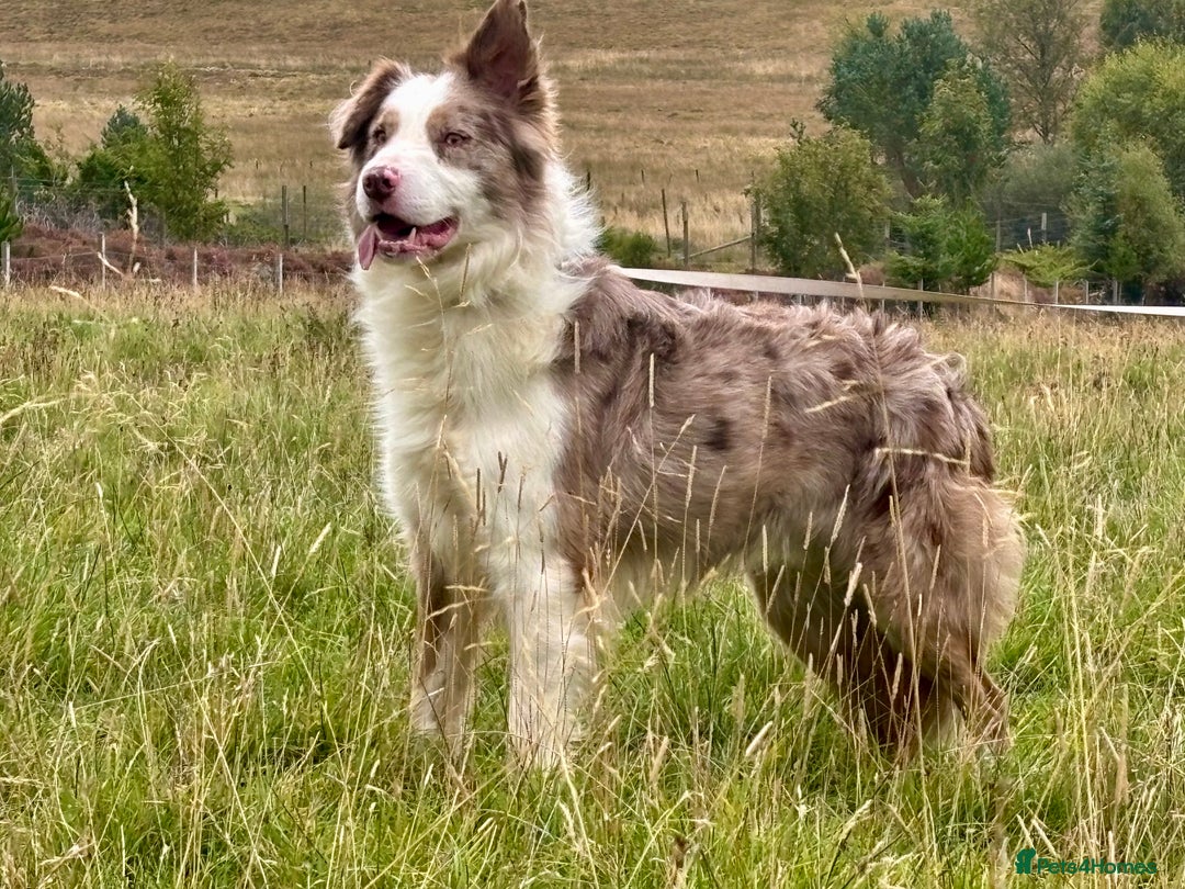 Border Collie dogs for sale: Stunning Merle Border Collie puppies.  - Image 14