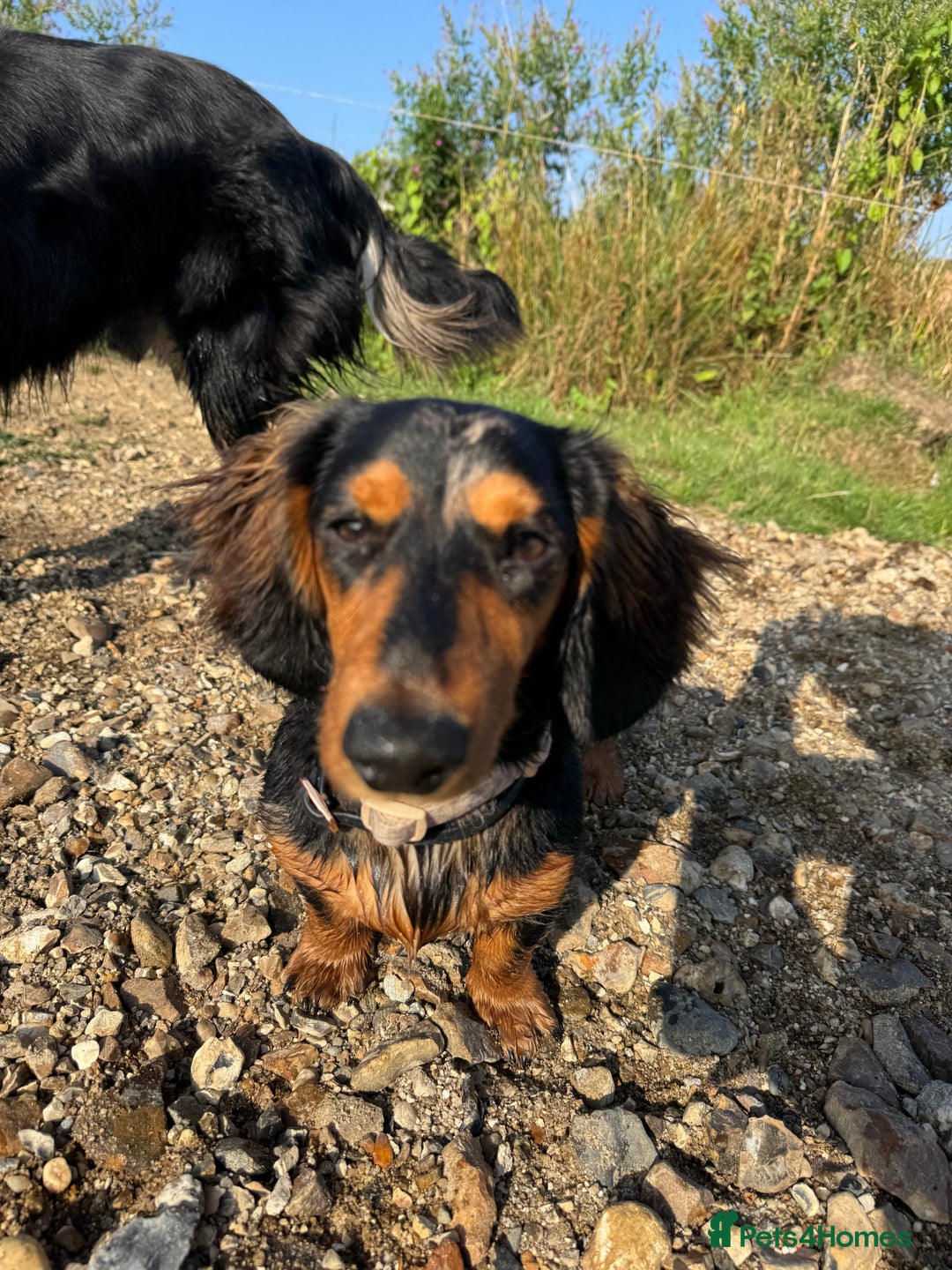 Miniature Dachshund dogs for sale: Rehoming - Advert 8