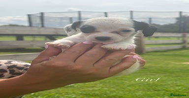 Jack Russell dogs - Advert 12
