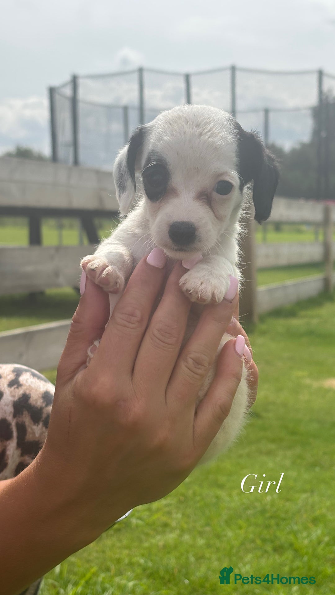 Jack Russell dogs for sale: Jack Russell puppy’s🩷💙 - Image 3
