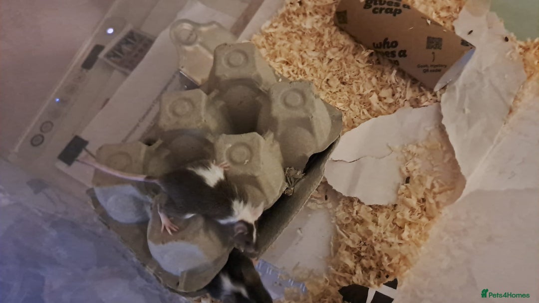 Mouse rodents for sale: Tame pet mice for sale: born 21 July - Image 3