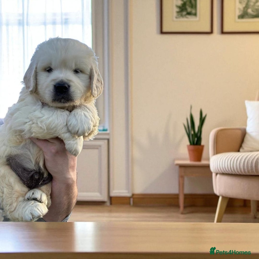 Golden Retriever dogs for sale: BEAUTIFUL ENGLISH CREAM GOLDEN RETRIEVER PUPPIES - Image 4
