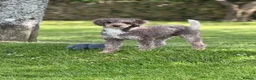Cockapoo dogs for stud: Miniature Poodle Stud Dog DNA Tested Somerset - Advert 4