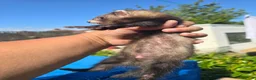 Ferret rodents for sale: Stunning ferret for sale - Advert 10
