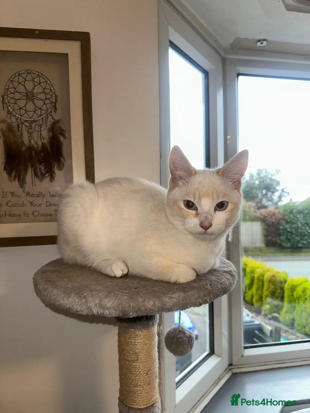 Mixed Breed cats for sale: 1 white boy, 2 white and orange girls - Advert 11