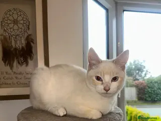 Mixed Breed cats 1 white boy, 2 white and orange girls - Advert 2