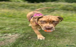 Mixed Breed dogs for sale: Beautiful cane corso NALA - Advert 1