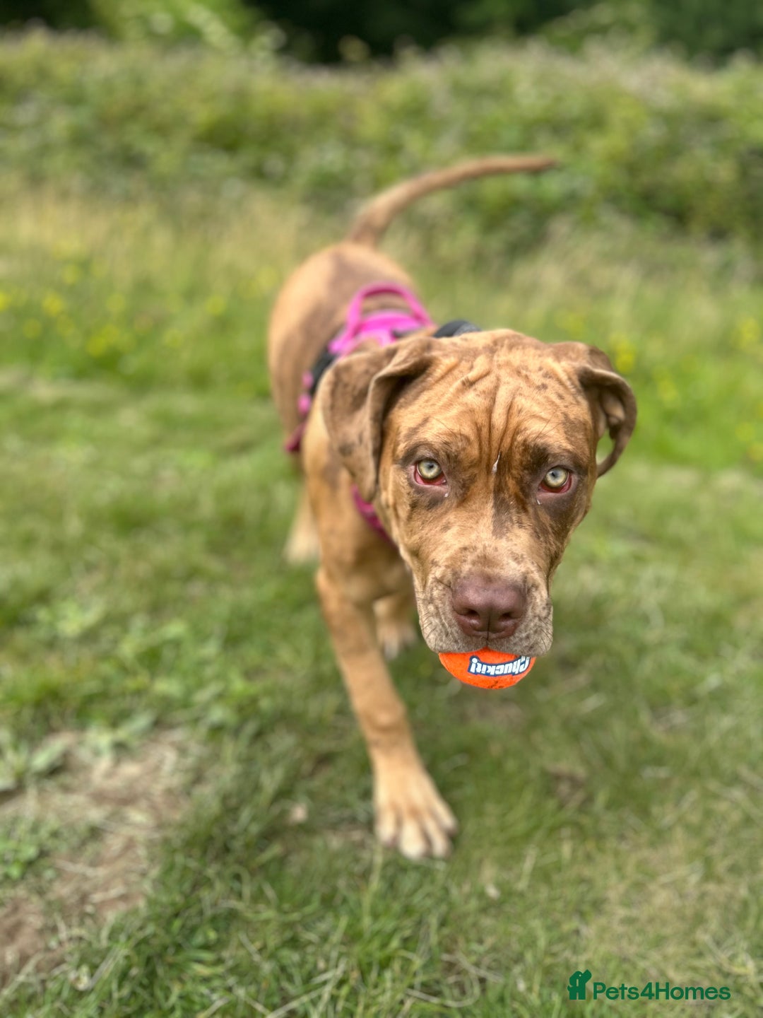 Mixed Breed dogs for sale: Beautiful cane corso NALA - Advert 1