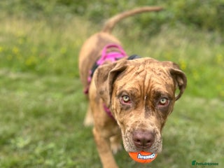 Mixed Breed dogs for sale: Beautiful cane corso NALA - Advert 1